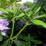 Rhododendron catawbiense Flower