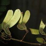 Machaerium biovulatum Fruit