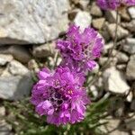Armeria alpina Kwiat