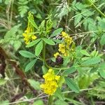 Melilotus officinalis 花