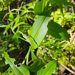 Gloriosa simplex पत्ता