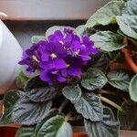 Streptocarpus ionanthus Flower