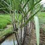 Saccharum officinarum ഇല