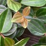 Peperomia quadrangularis Leht