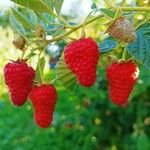 Rubus fraxinifolius Fruit