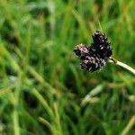 Carex atrata ফুল