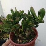 Crassula ovataHoja