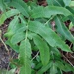 Dryopteris sieboldii Leaf