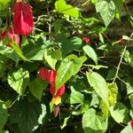 Abutilon megapotamicum花