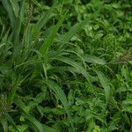 Paspalum paniculatum موطن