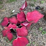 Caladium bicolorLiść