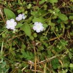 Phacelia distans Tervik taim