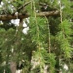 Larix sibirica Blatt