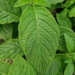 Heliotropium arborescens List