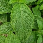 Heliotropium arborescens Folha