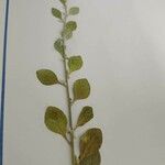 Ouret lanata Leaf