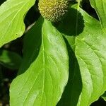 Cornus nuttallii Fruto