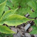 Amorphophallus konjac Leaf