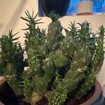 Austrocylindropuntia cylindrica Leht