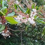 Clethra arborea Квітка