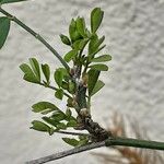 Hippocrepis emerus Blad