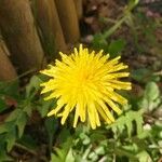 Taraxacum mattmarkenseFlower