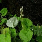 Primula rotundifolia