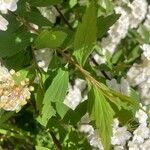 Spiraea cantoniensis Blatt