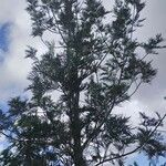 Grevillea robusta Hábito