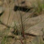 Taeniatherum caput-medusae Flower