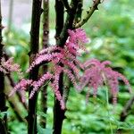 Astilbe japonica Habitatea