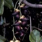 Mucuna sempervirens Цвят