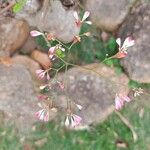 Euphorbia leucocephala Flower