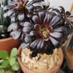 Aeonium arboreumLeaf