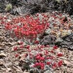 Eriogonum ovalifolium Pokrój