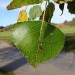 Populus nigra Folha