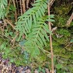 Polypodium interjectum ഇല