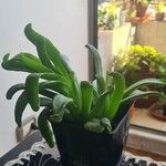 Glottiphyllum linguiforme Fuelha