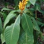 Sanchezia oblonga অভ্যাস