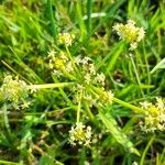 Hydrocotyle bonariensis 花