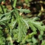 Verbena officinalis Levél