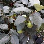 Diospyros kaki Leaf