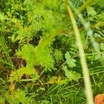 Matricaria chamomilla Φύλλο