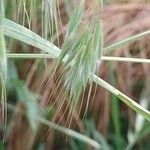 Bromus tectorum Gyümölcs