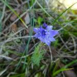 Veronica tenuifoliaÇiçek