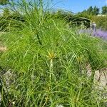 Cyperus papyrus Folha