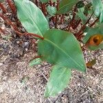 Hedychium greenii Hoja