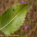 Klasea lycopifolia Blad