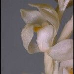 Cephalanthera austiniae Flower