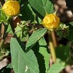 Sida rhombifolia Blüte